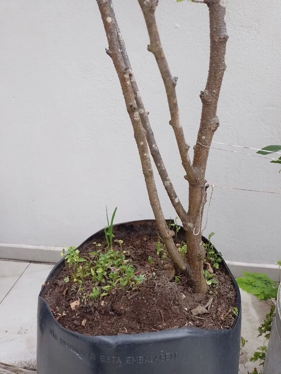 Planta frutífera  - Foto 4