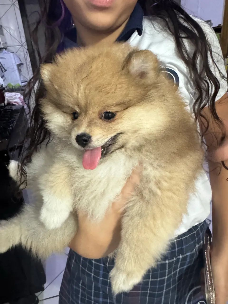 Spitz alemão macho  - Foto 2