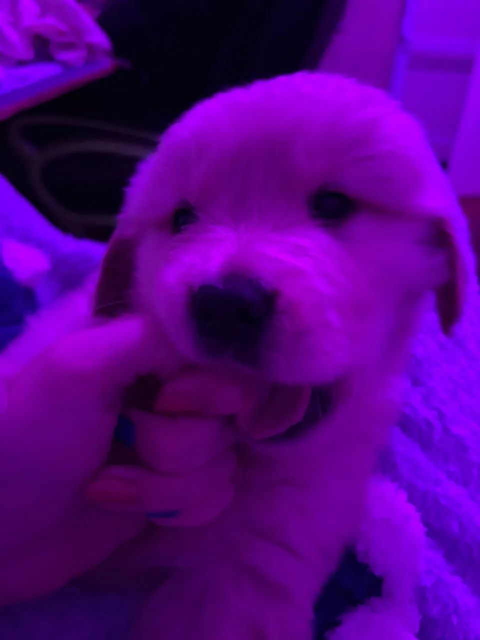 Cachorro - Foto 2