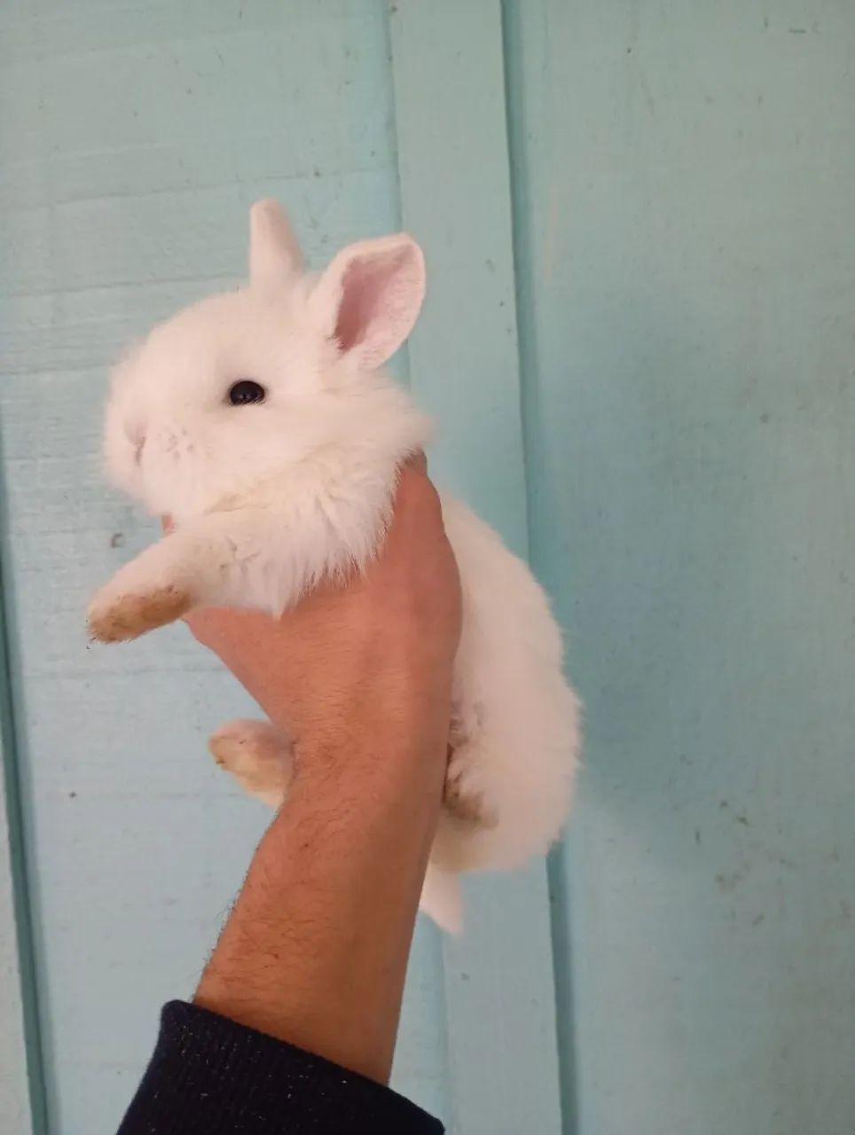 Coelhinhos bebês 