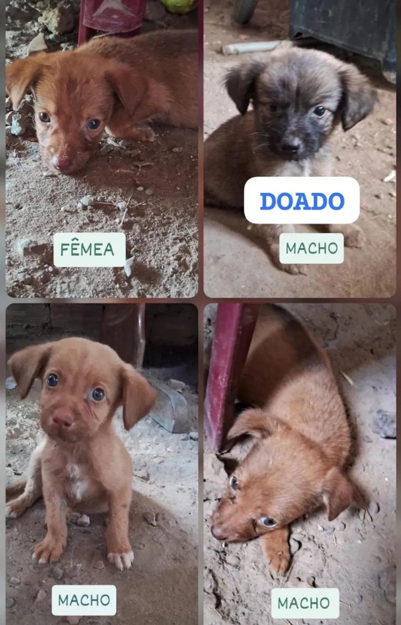 DOAÇÃO DE CACHORRINHOS