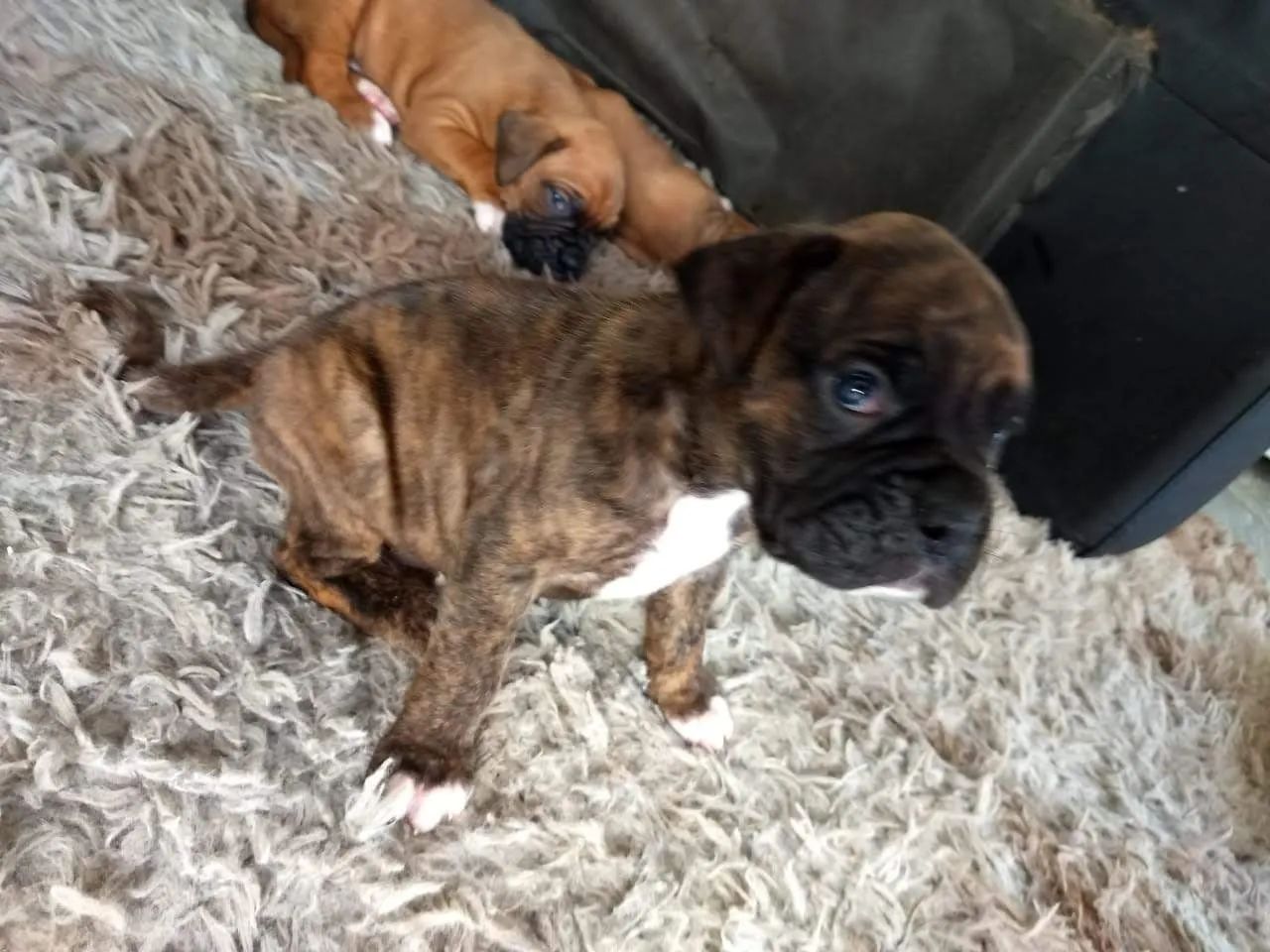 Boxer filhotes  - Foto 2