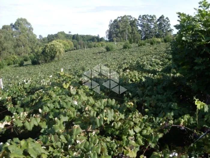 Área Rural com TERRAS PRODUTIVAS à venda em Coronel Pilar/RS - Foto 4
