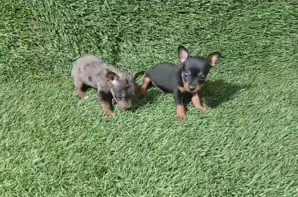 Pinscher machos  - Foto 2