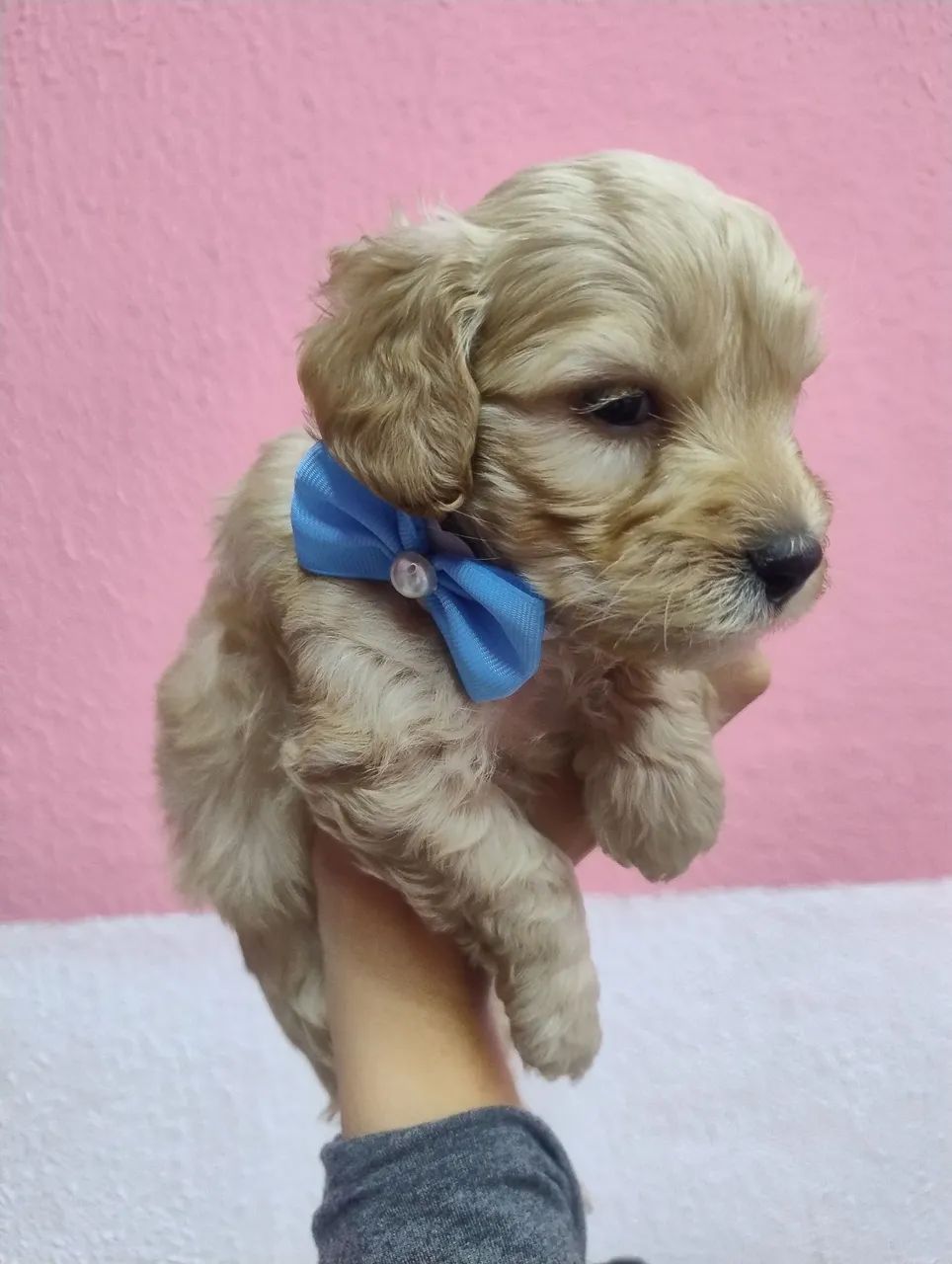 Poodle 