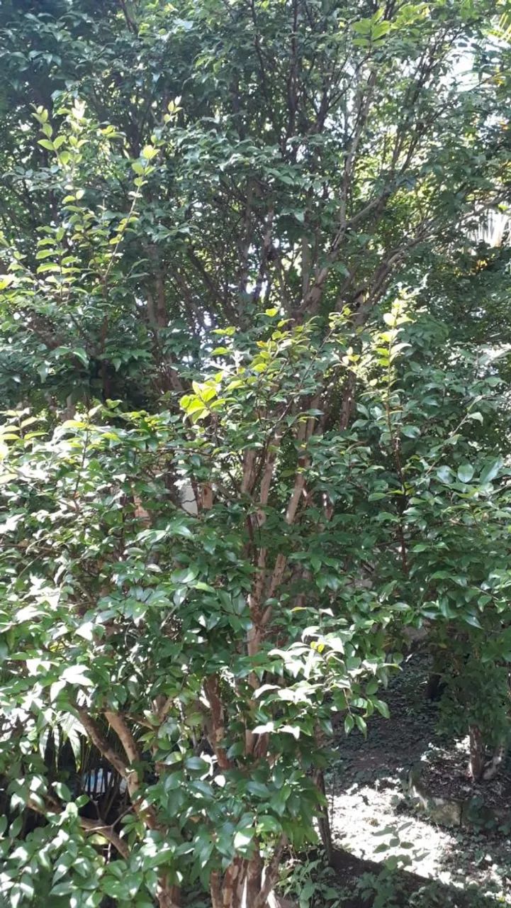 Pé de Jabuticaba Com Frutos. - Foto 2