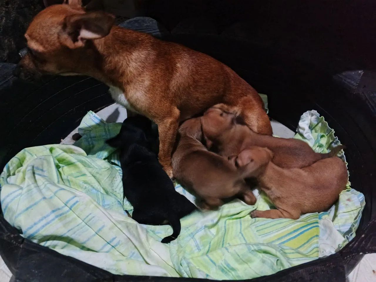 Pets  - Foto 3