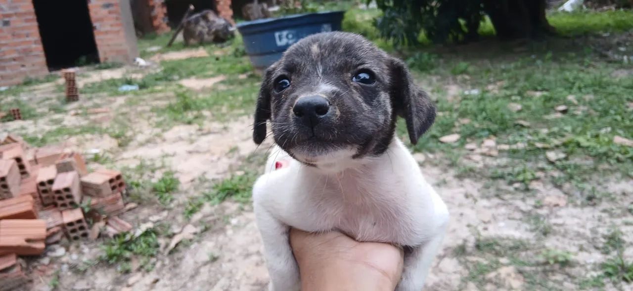 Doação de cachorro  - Foto 2