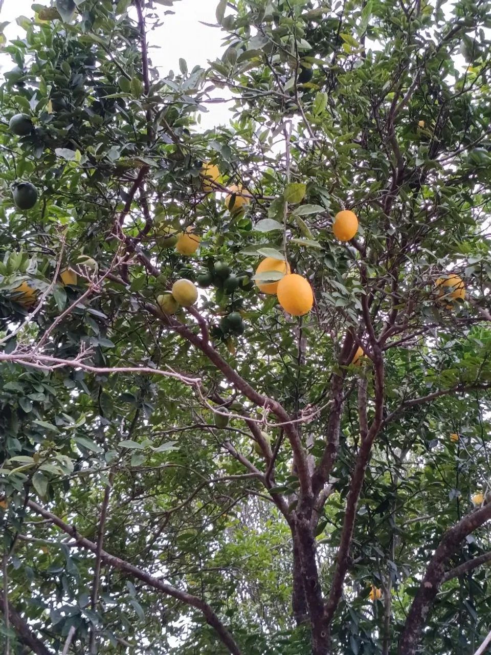 Caseiro, chácara Incra 9  - Foto 4
