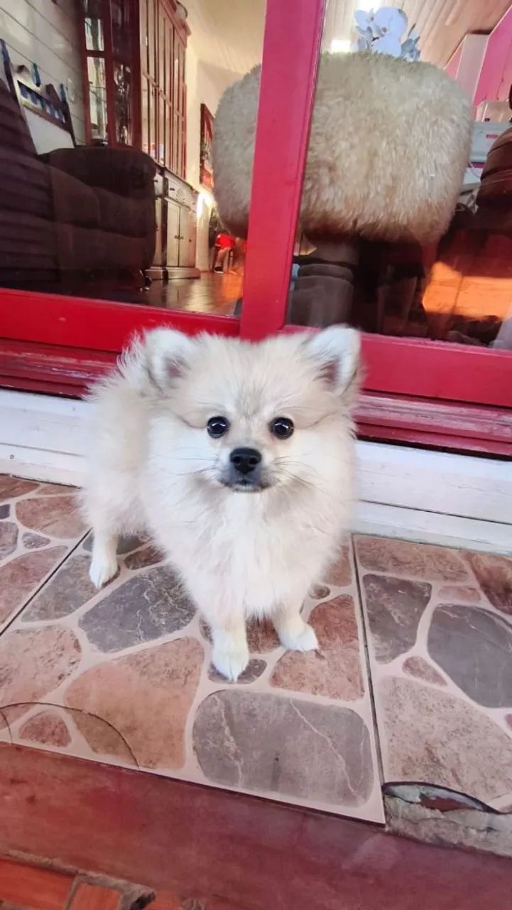Spitz Alemão mini 