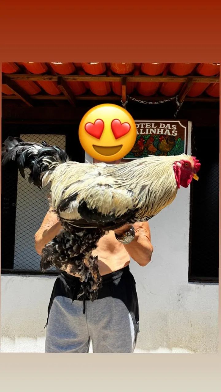 Animais para agropecuária - Foto 3