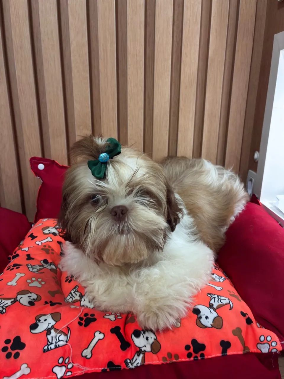 Shitzu macho - Foto 3