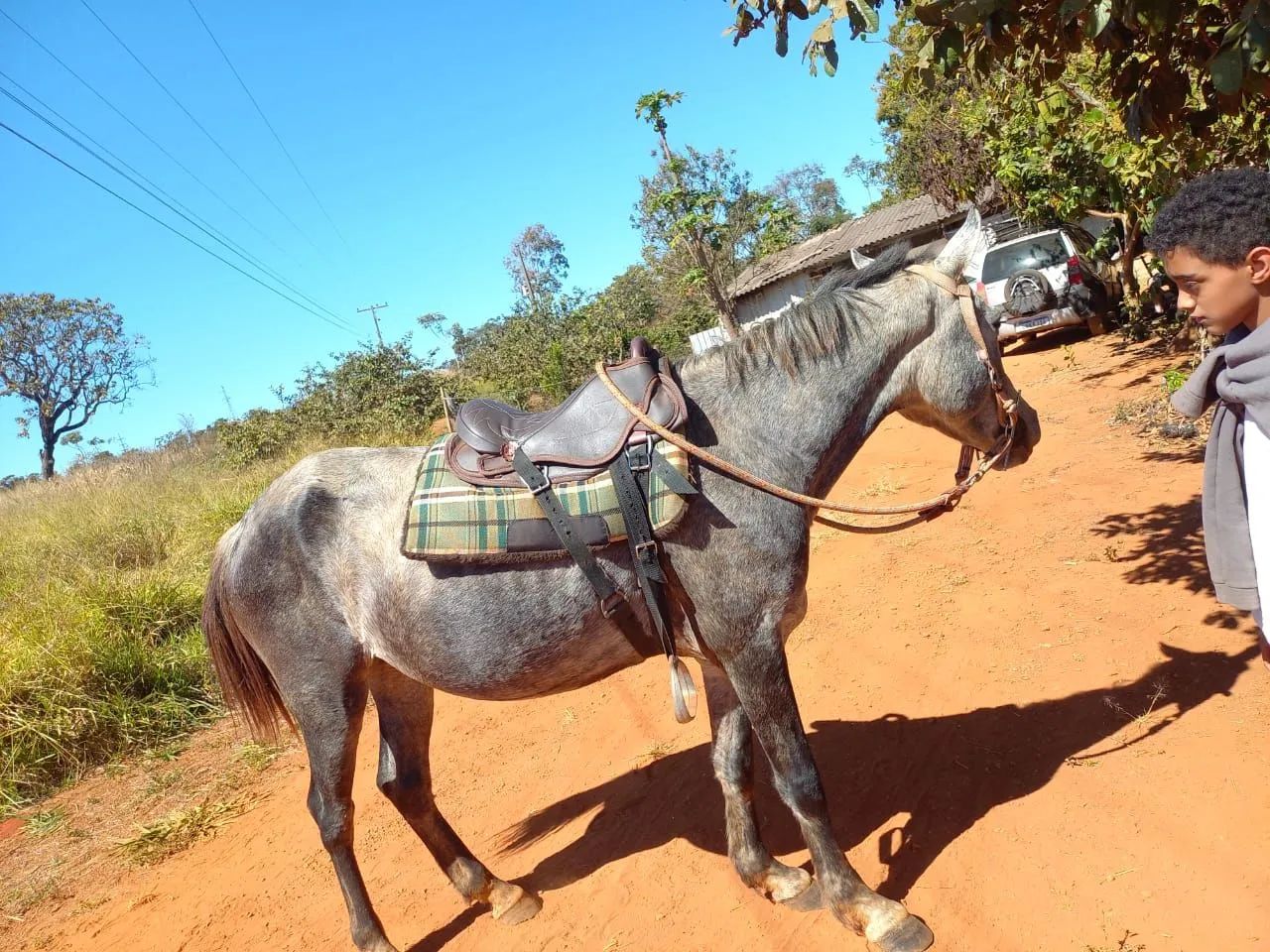 Cavalo - Foto 2