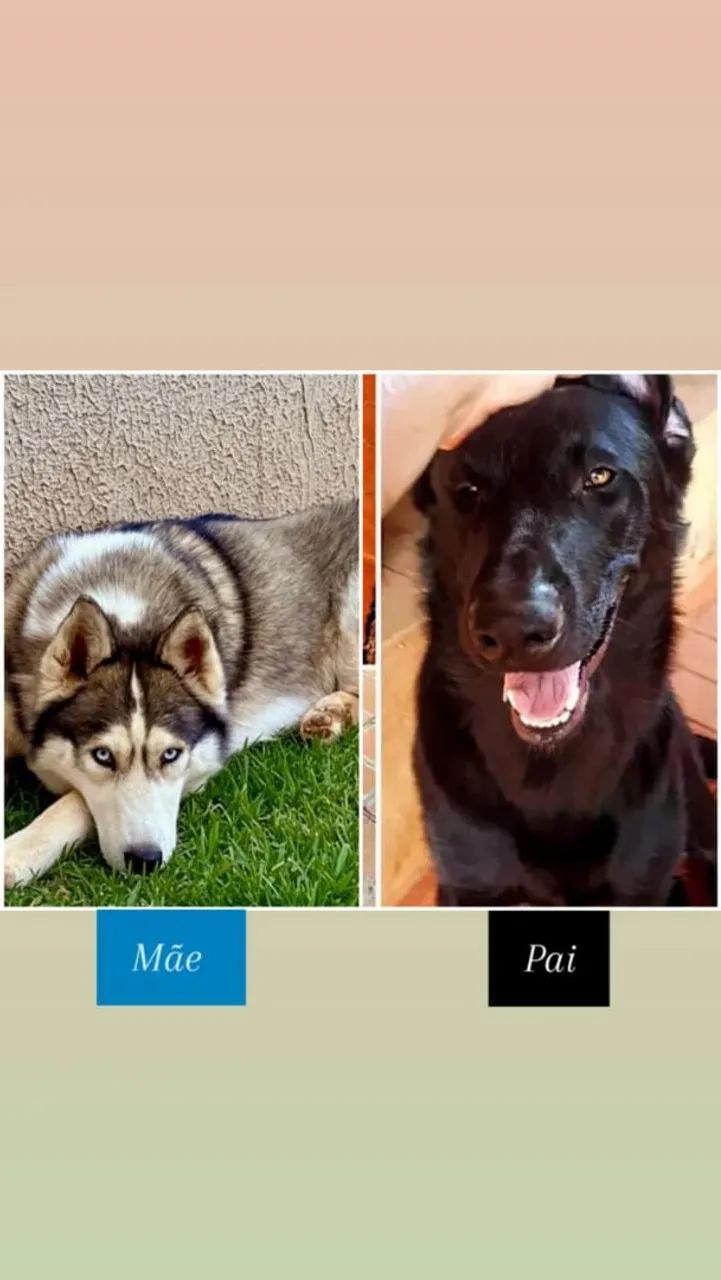 Husky mix - Foto 3