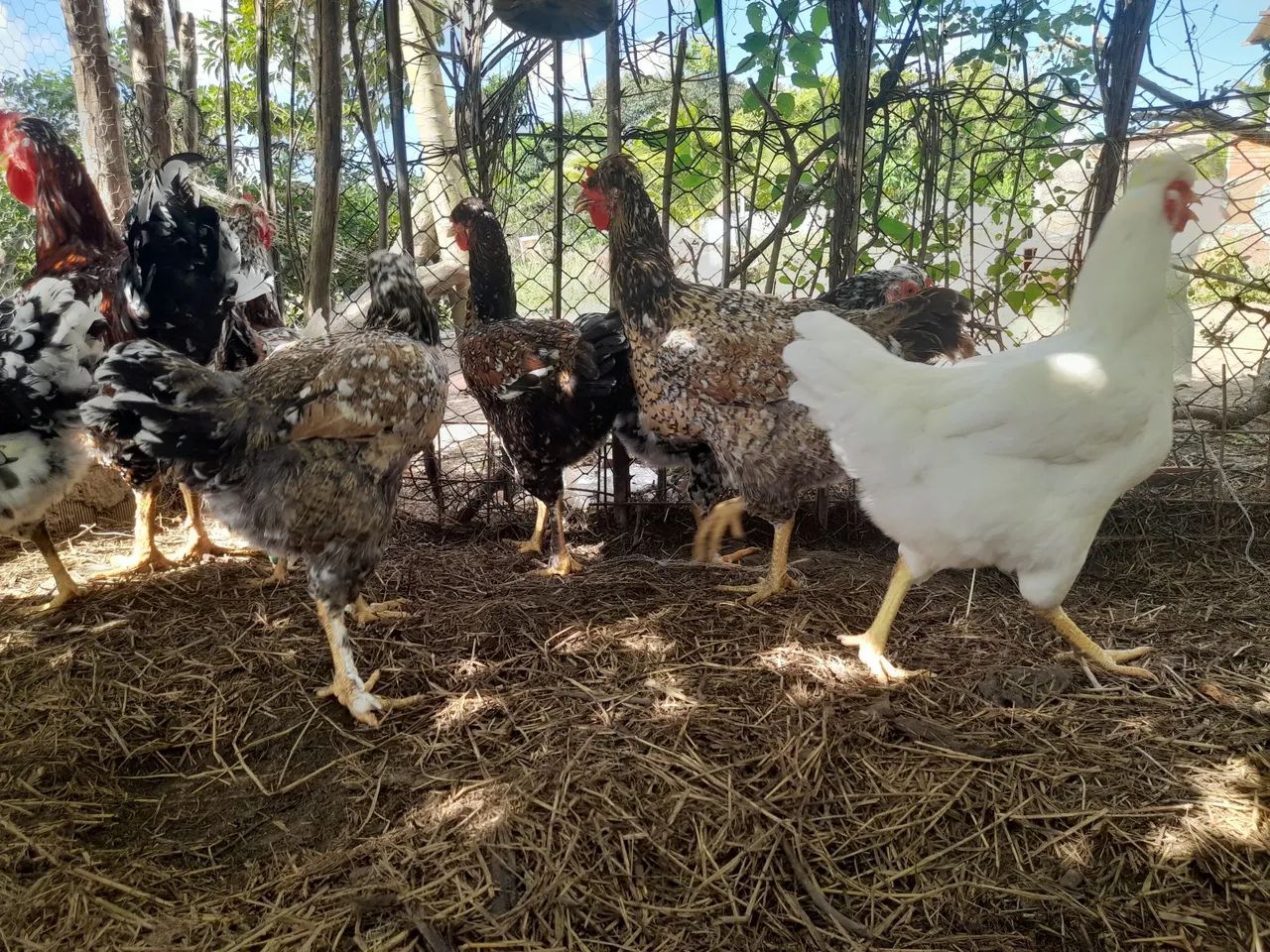 Ovos férteis galinha Balão  - Foto 4