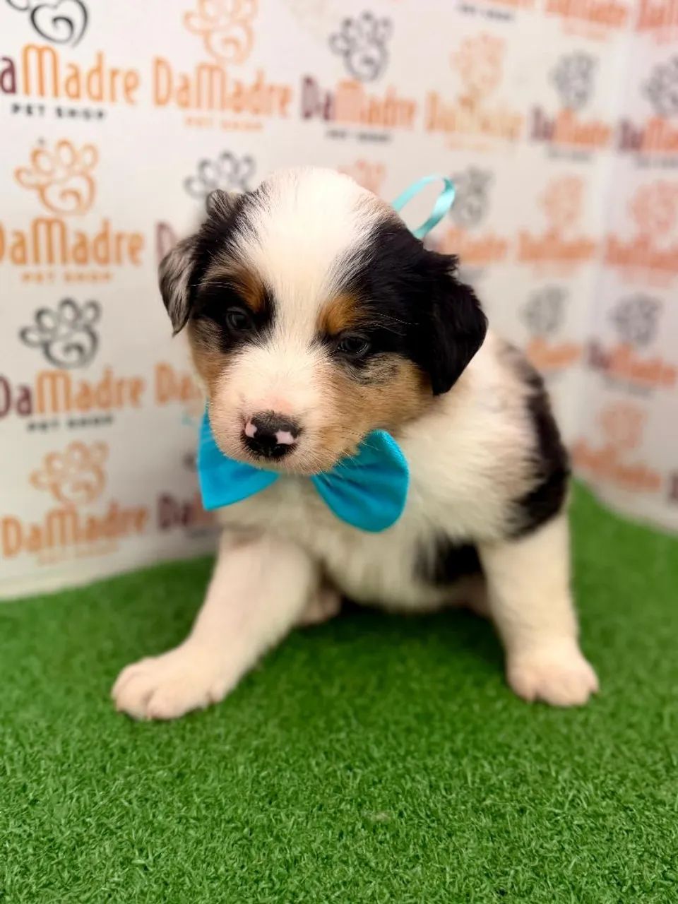 Border Collie macho 