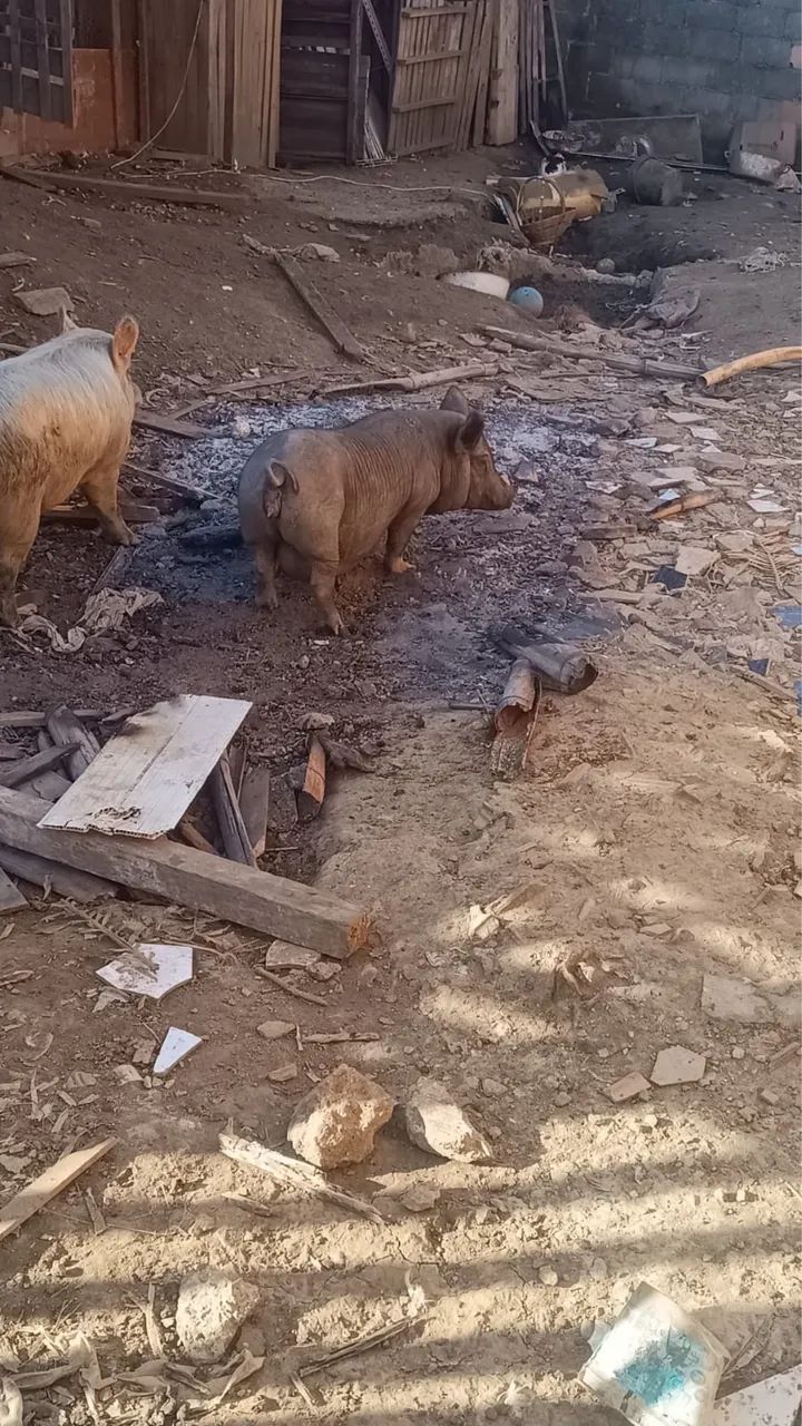 Mini pig - Foto 2