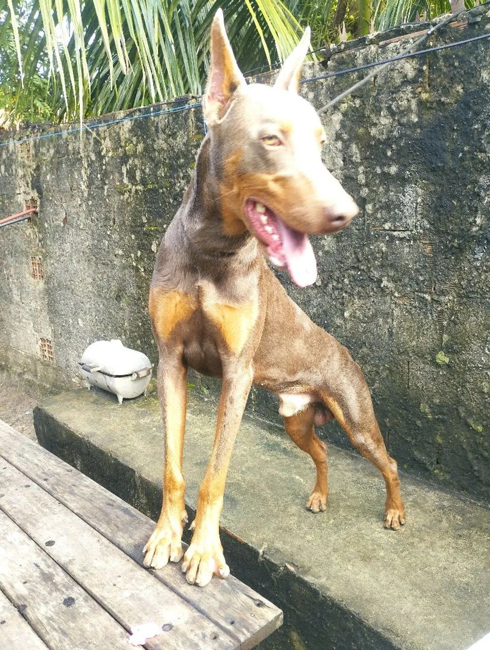 Doberman disponível  - Foto 5