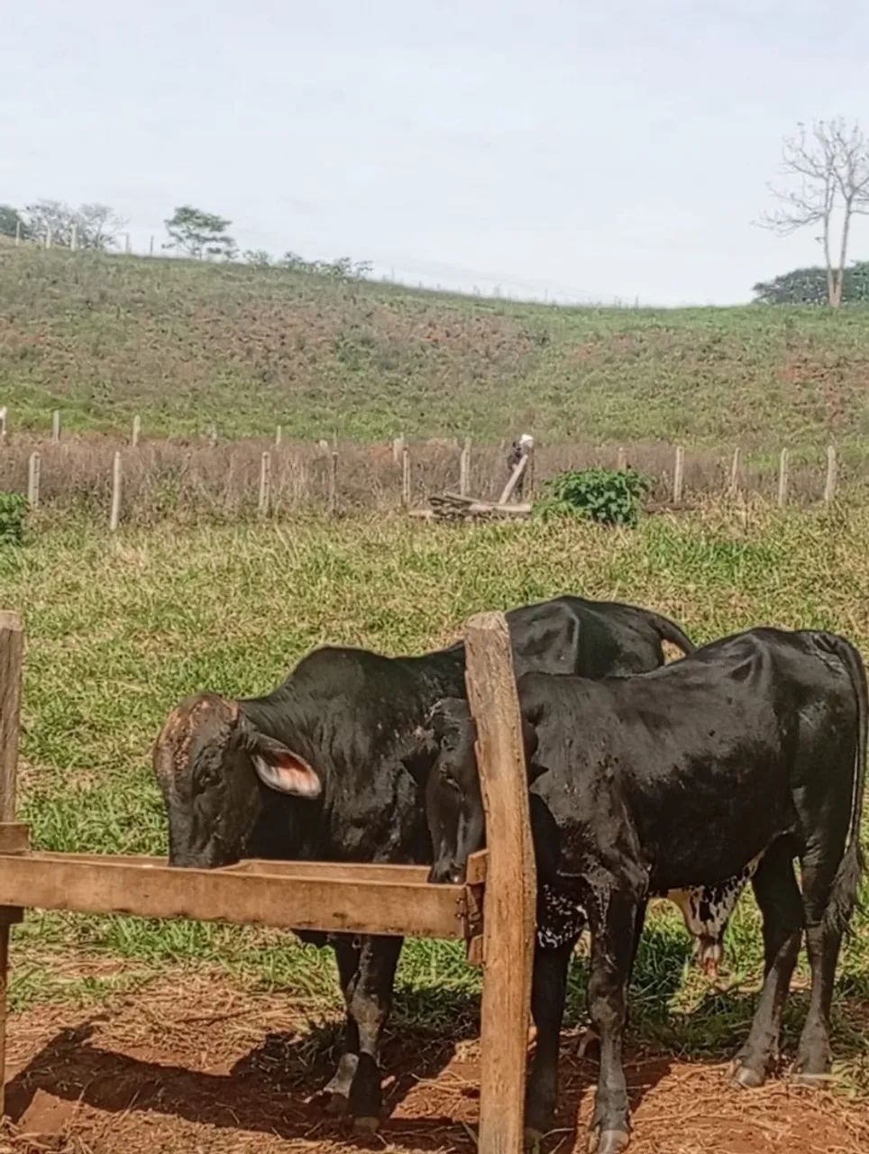 2 Bezerros  - Foto 3