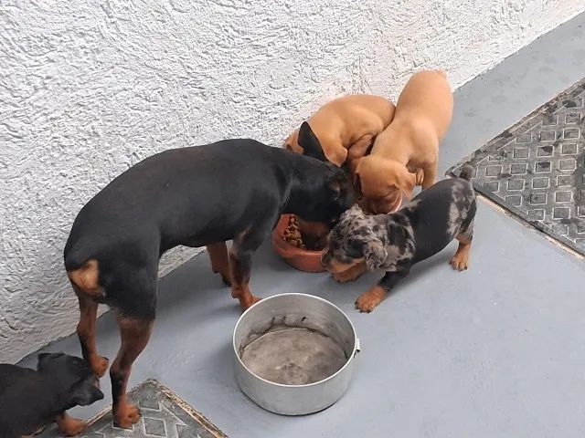 Lindos filhotes de Pinscher - Foto 2