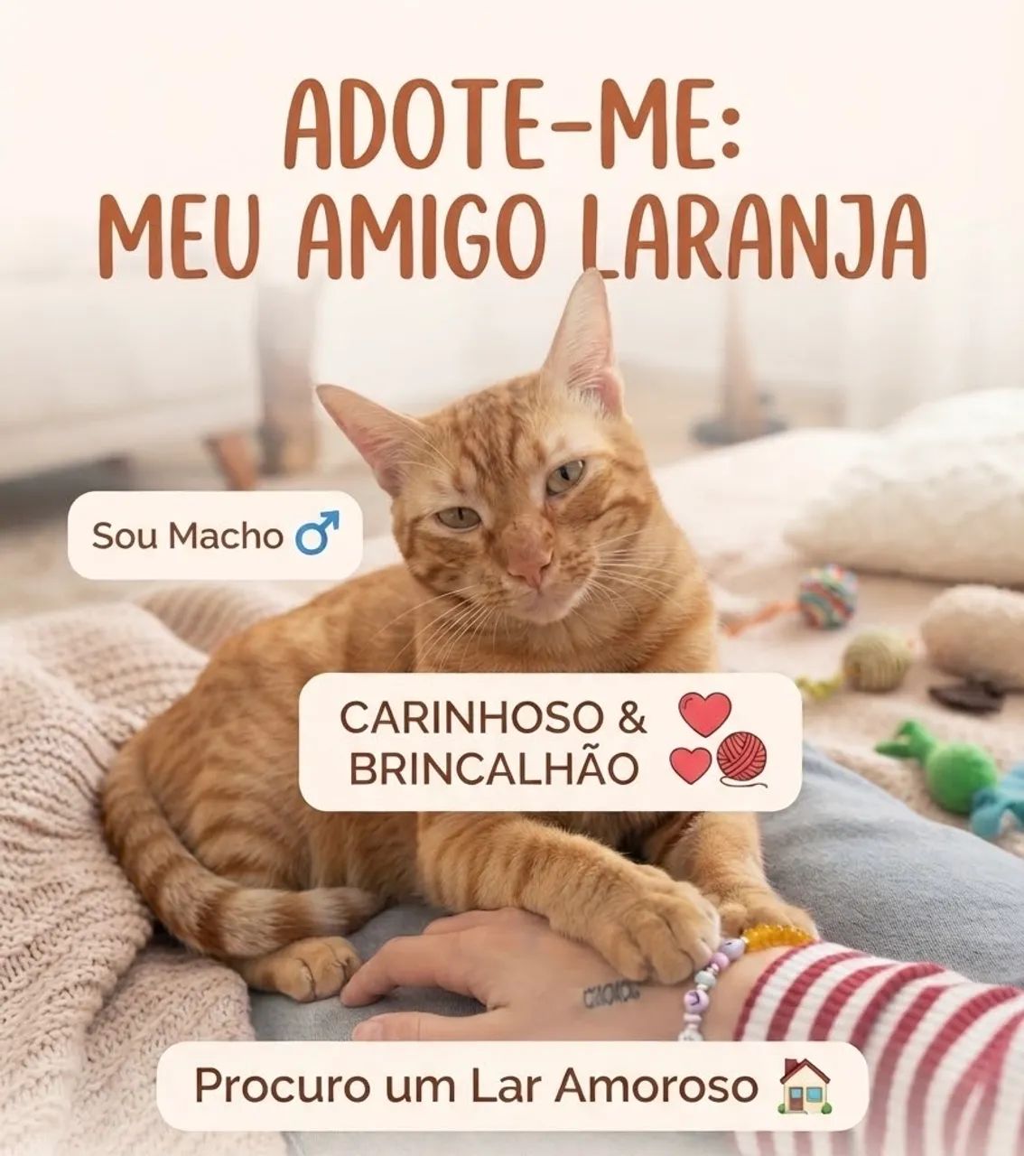 Gato laranja 