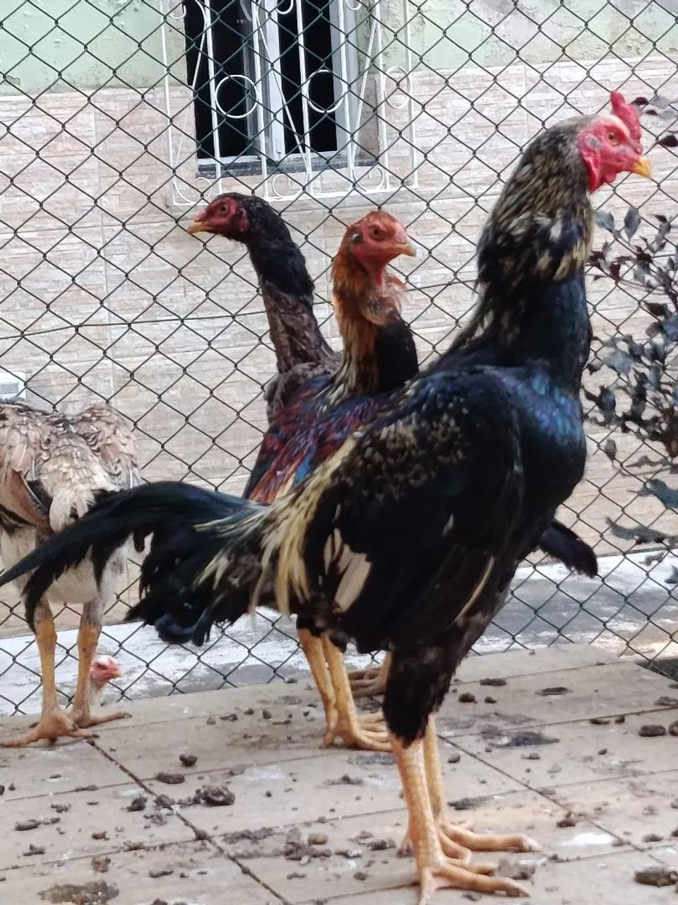 Galo Shamo - Foto 6