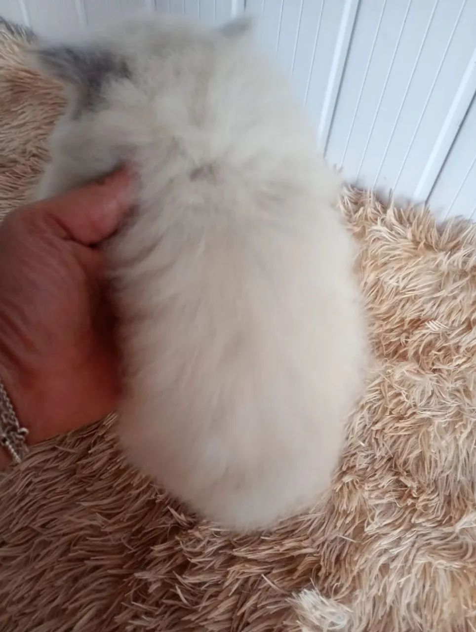 Gatinhos persa himalaio  - Foto 5