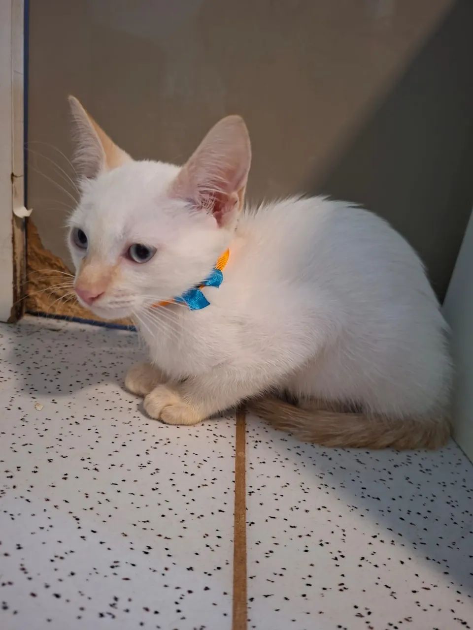 Adote o Miguel!!!! - Foto 2