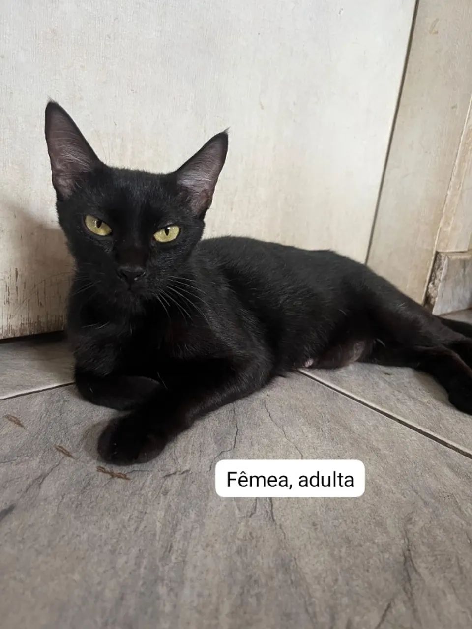 Adoção de gatos - Foto 3