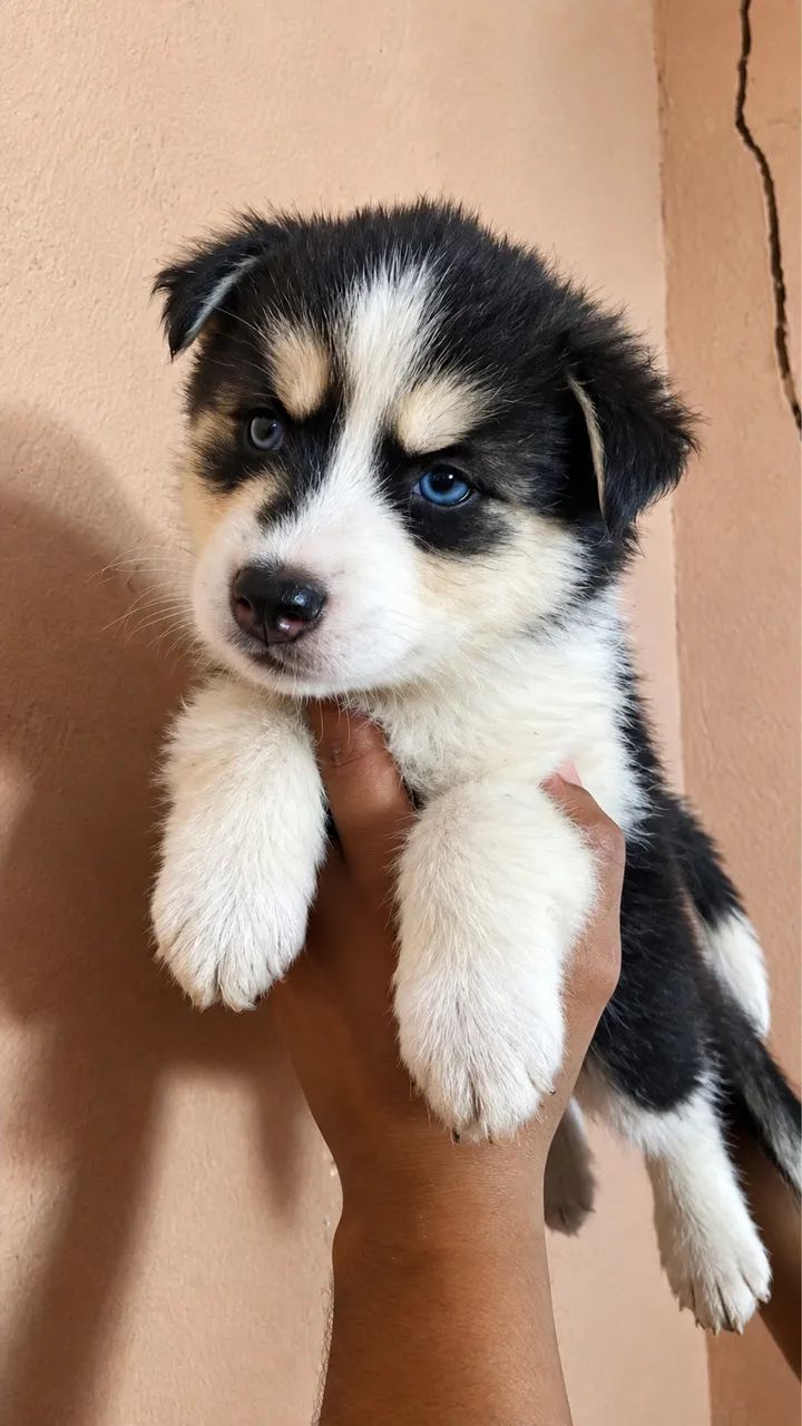 Husky siberiano Canil Barão  - Foto 3