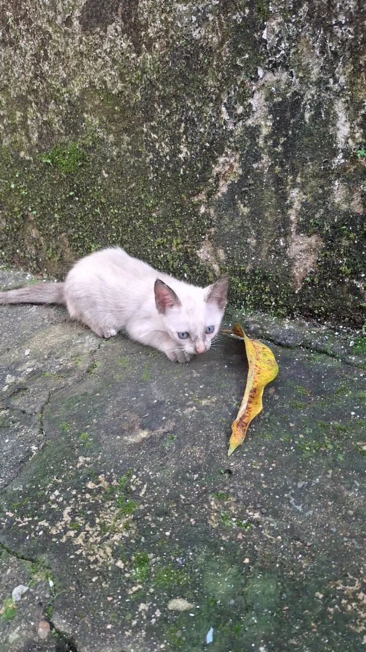 Gatinhas para adoção responsável  - Foto 3