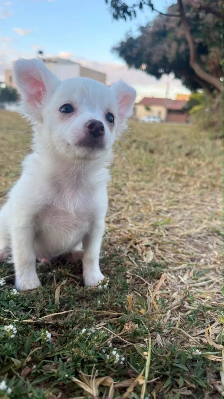 Chihuahua