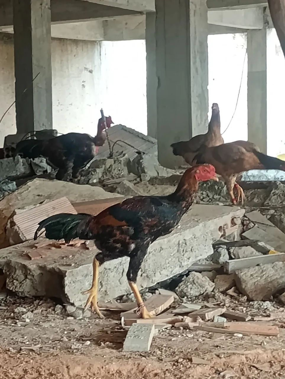 Galinhas e frangos  - Foto 4
