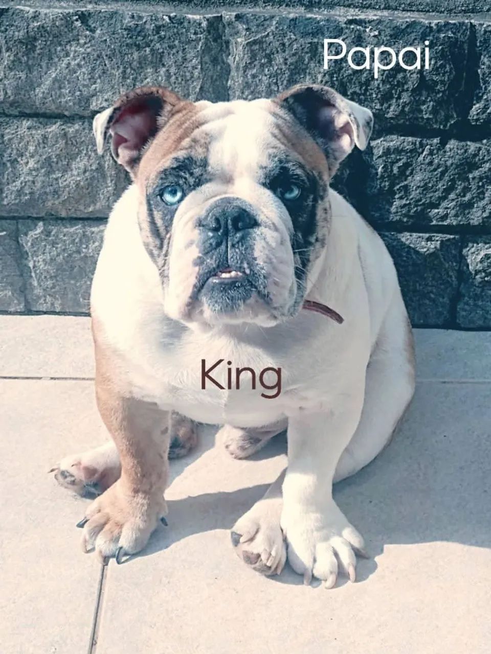 Bulldog inglês  mini - Foto 4