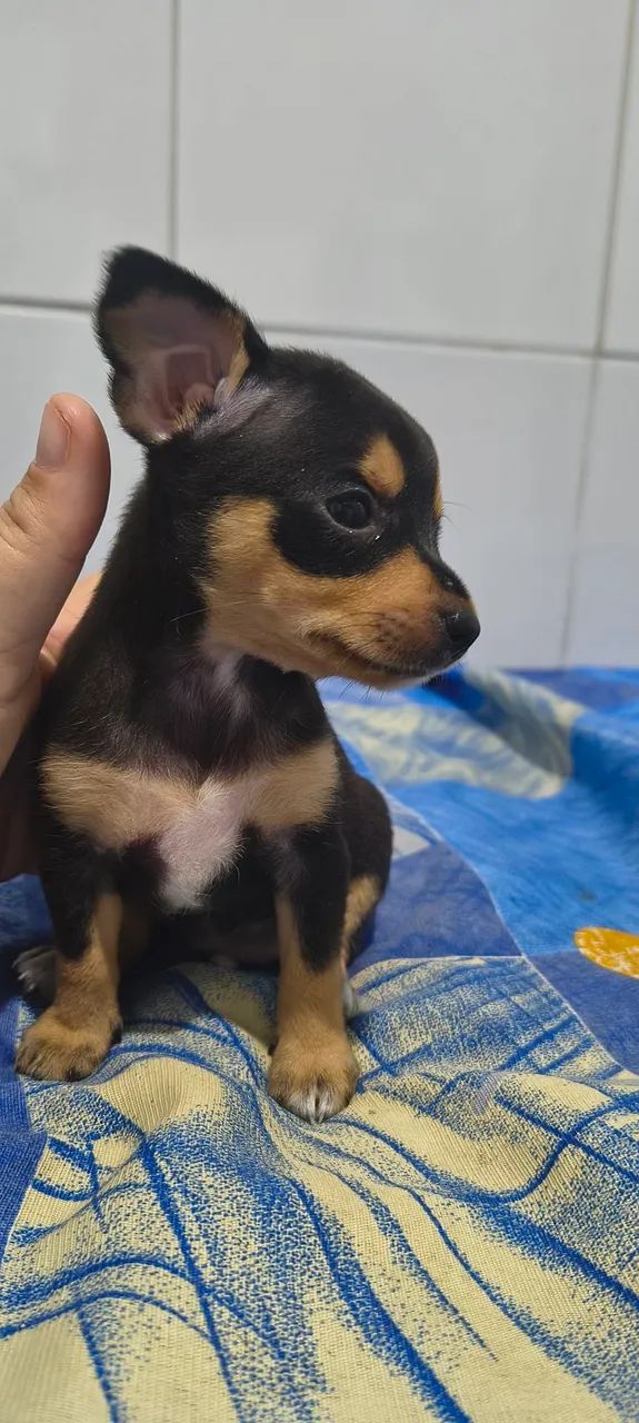 Pinscher  - Foto 4