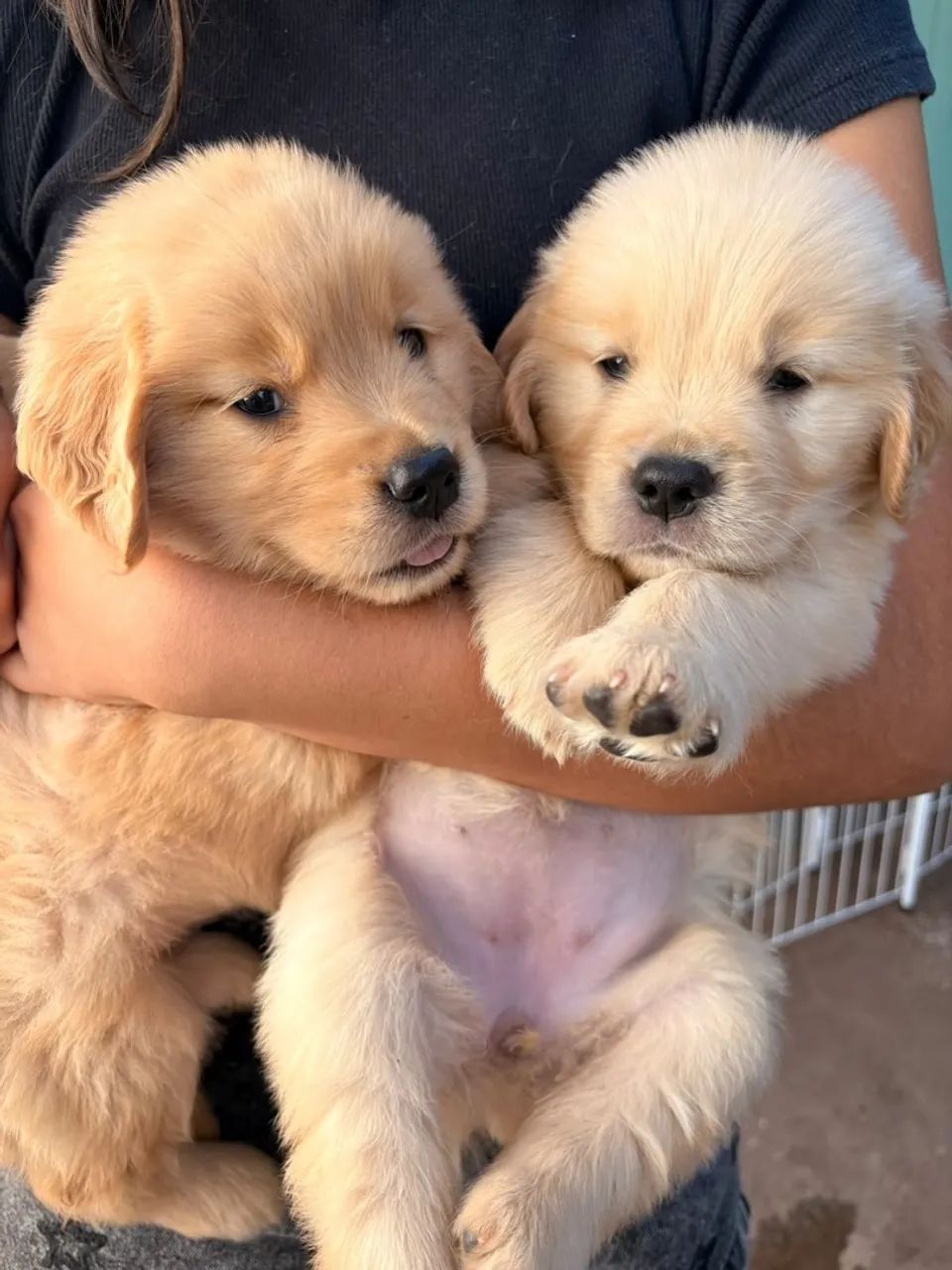 Golden Retriever 
