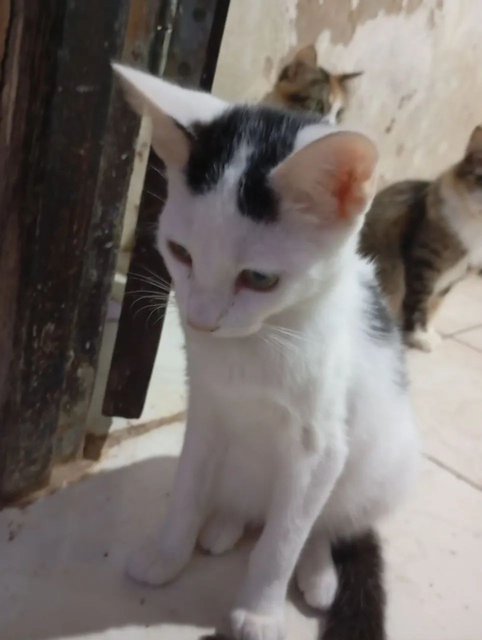Doação de gata filhote 