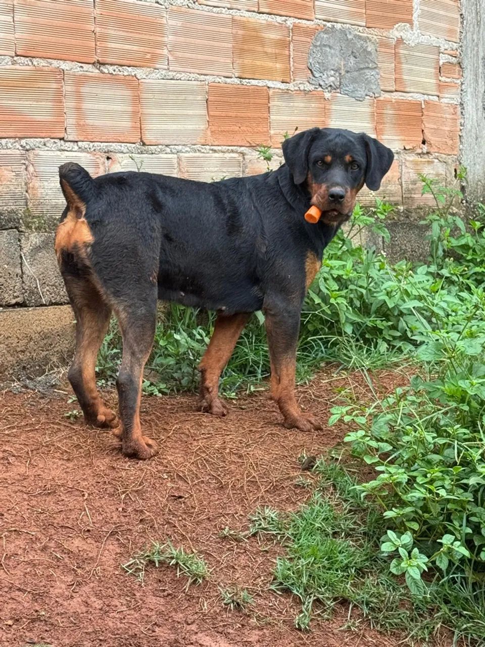 Filhotes de Rottweiler - Foto 2
