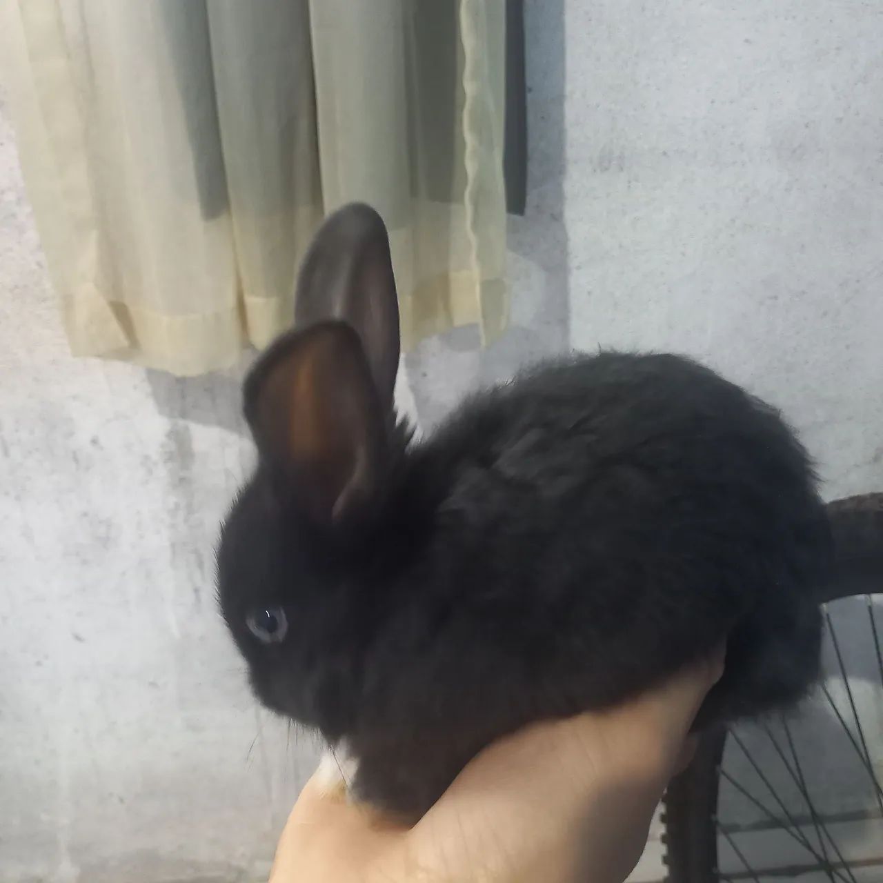 Coelho  - Foto 5