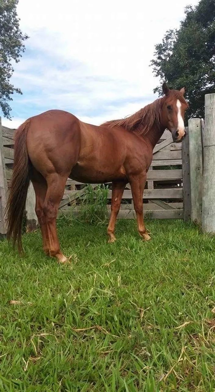 doação cavalo