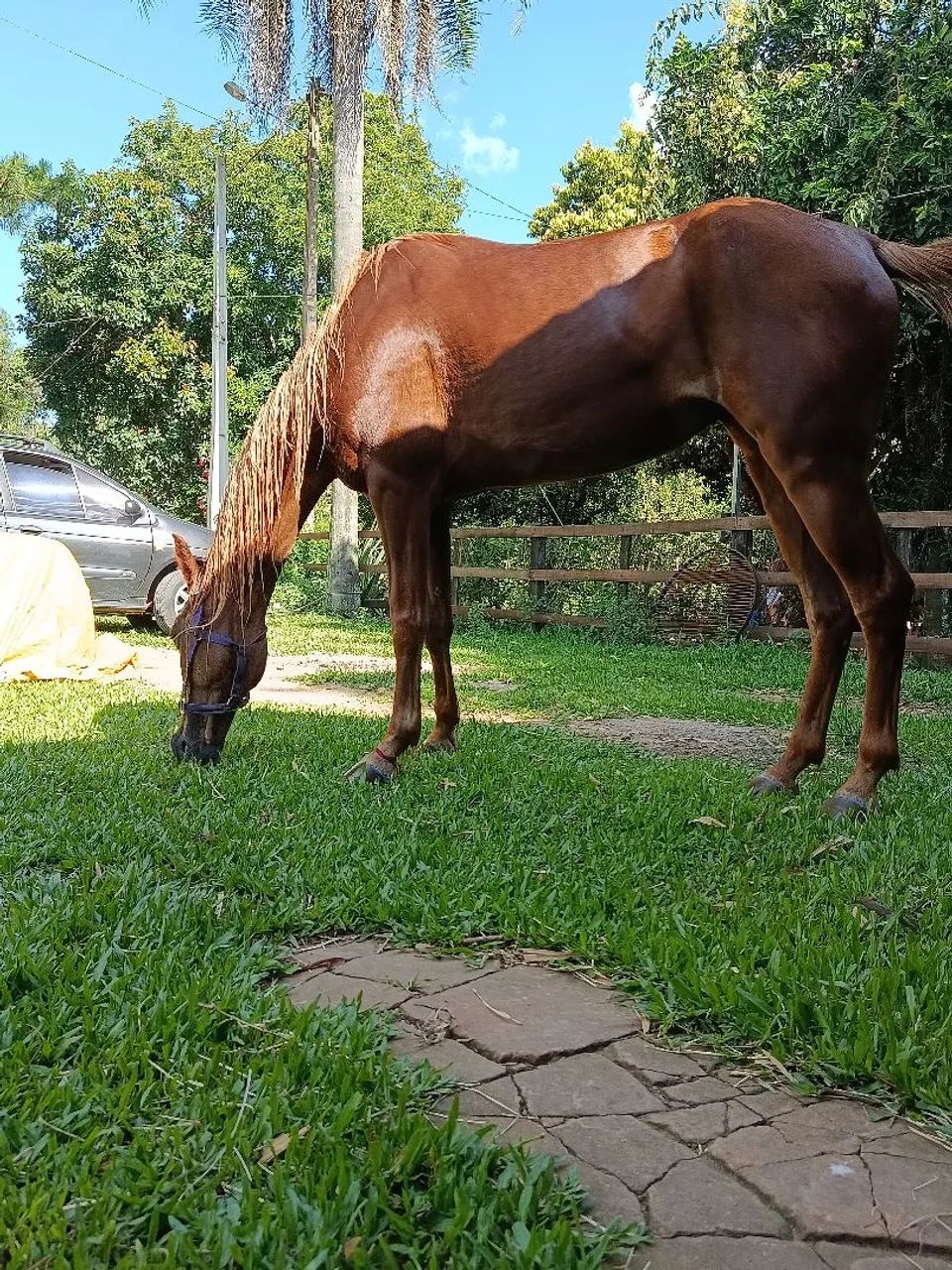 Cavalo / Égua Três Tambores  - Foto 2