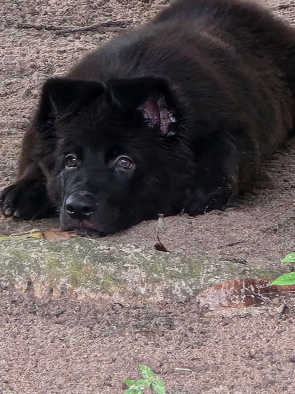 Cão pastor  - Foto 4