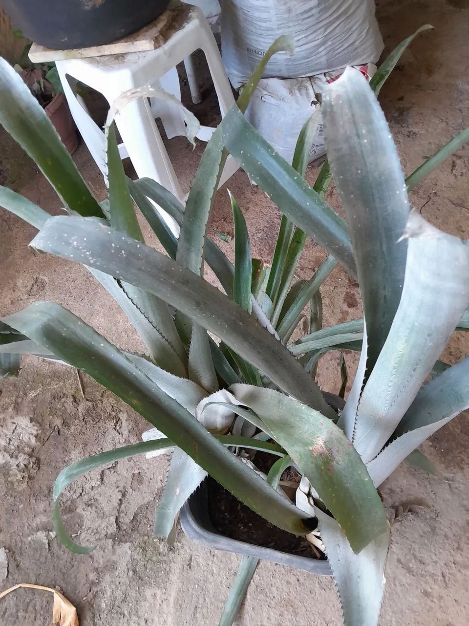 Plantas já pegadas