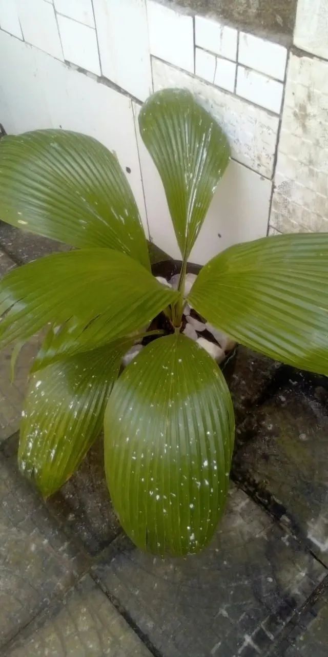 Palmeira Leque (entrega grátis) - Foto 5