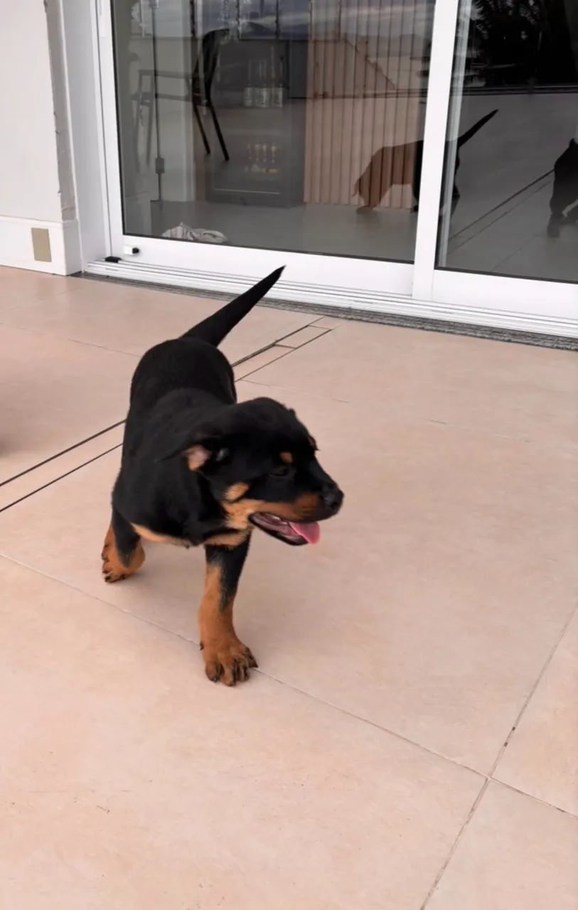 Rottweiler fêmea - Foto 3