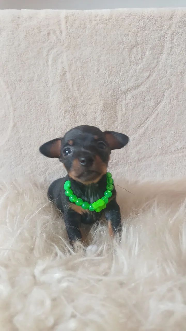 Filhote de pinscher macho 