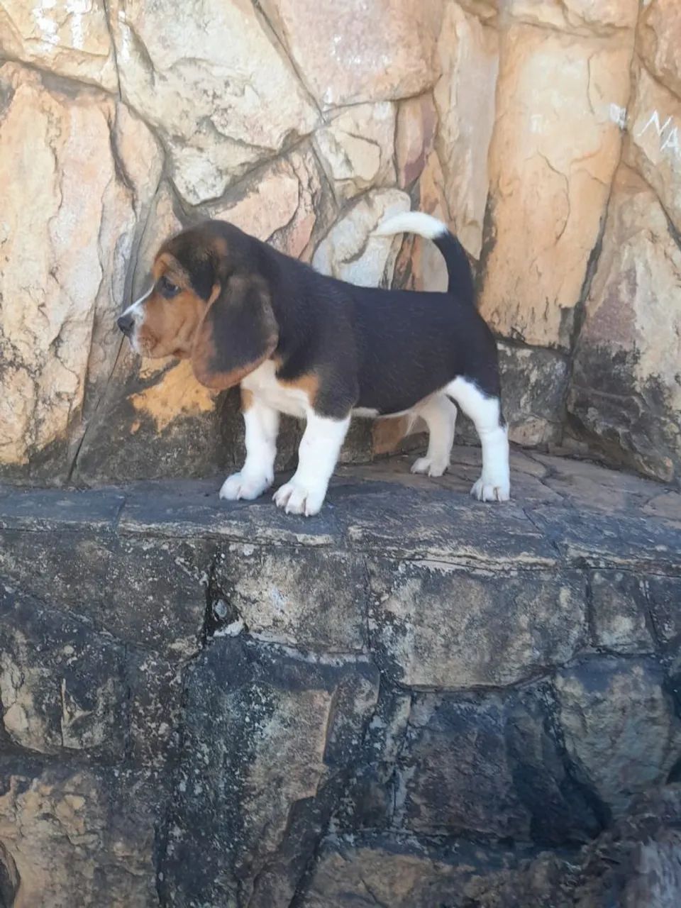 Filhotes de beagle  - Foto 2