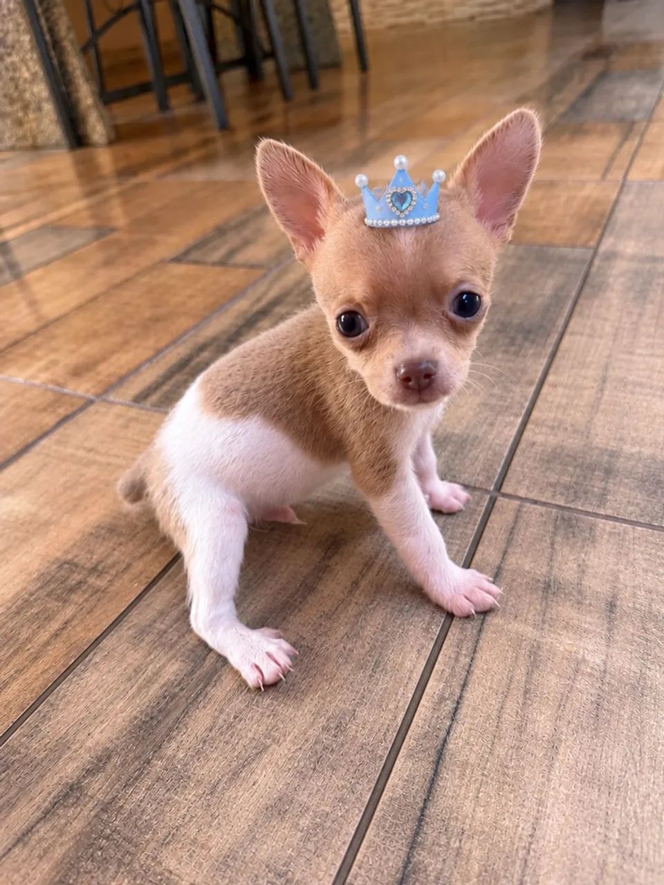 Pinscher zero  - Foto 2