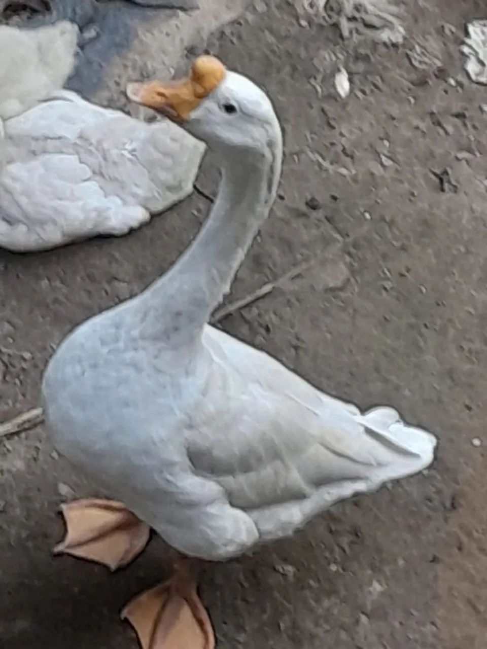 Ganso macho - Foto 2
