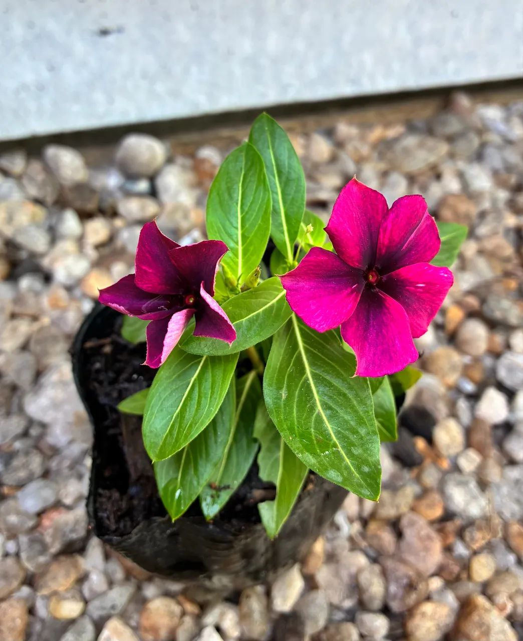 Vincas - Foto 5